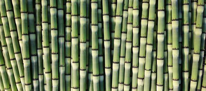 Homeowners Beware of Invasive Bamboo!